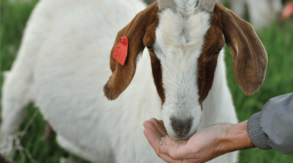 Goat eating Redmond minerals 