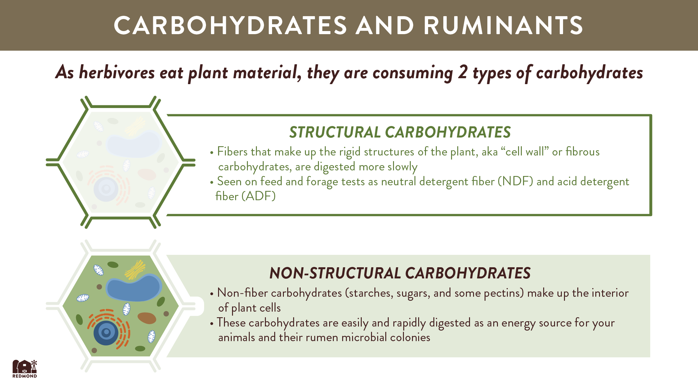 Types of carbohydrates for ruminants