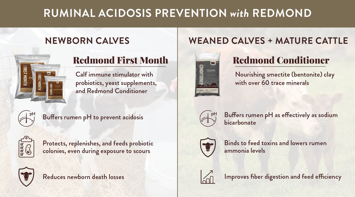How to prevent acidosis in cows and calves