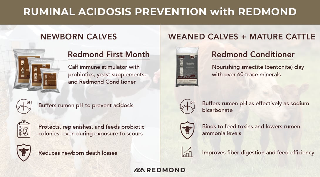 How to prevent rumen acidosis in cattle