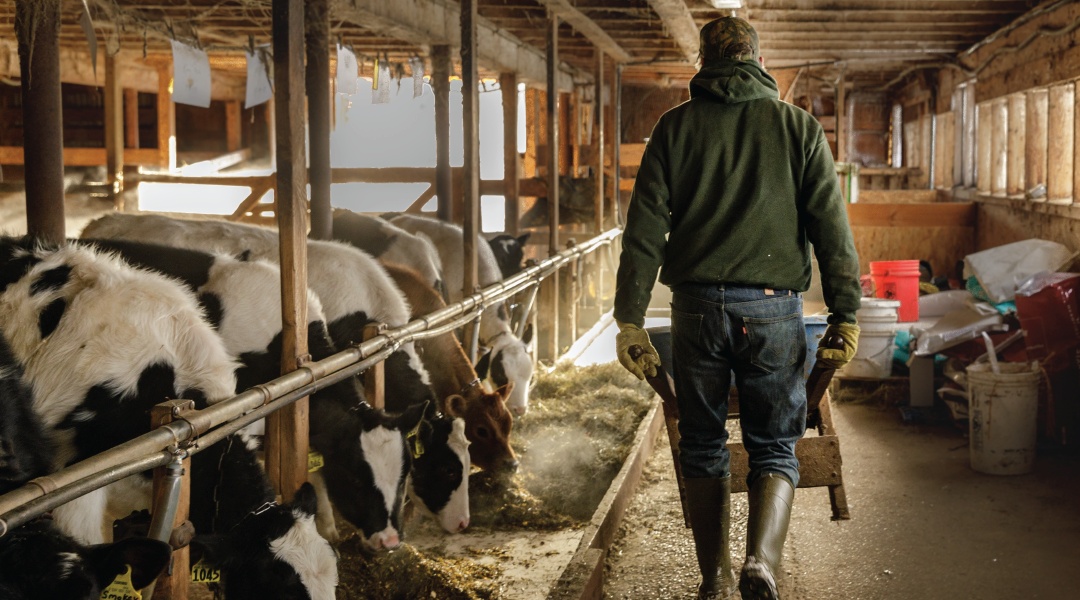 Farmer rolling a wheelbarrow through a cow barn