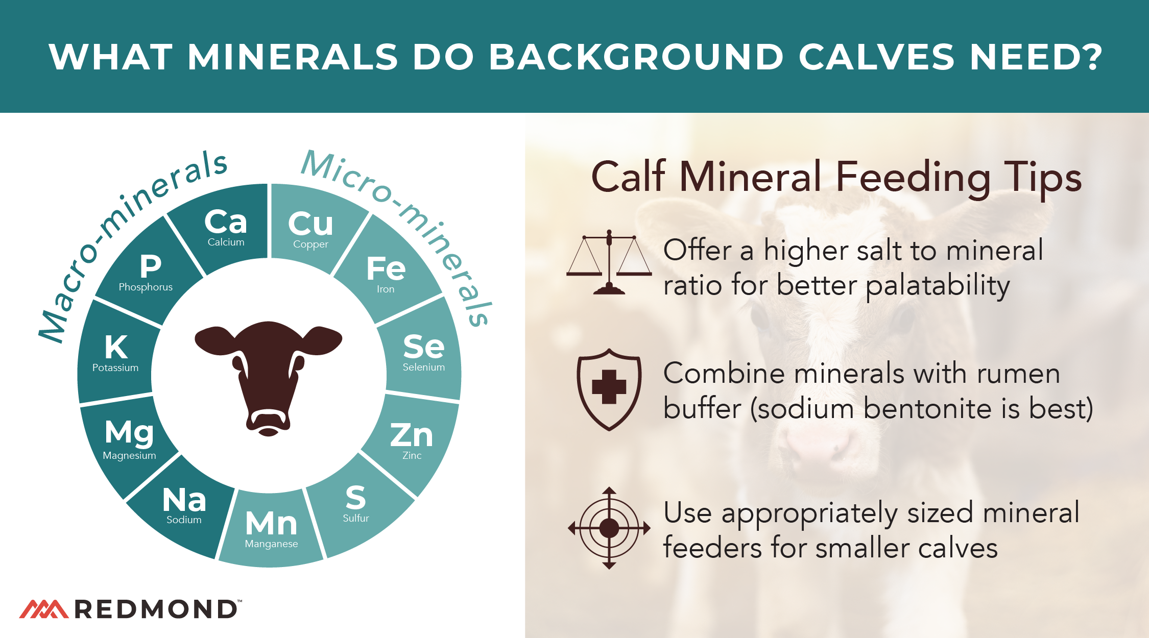 What minerals do background calves need