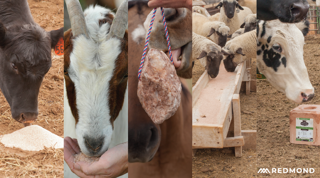 Livestock eating loose and block minerals
