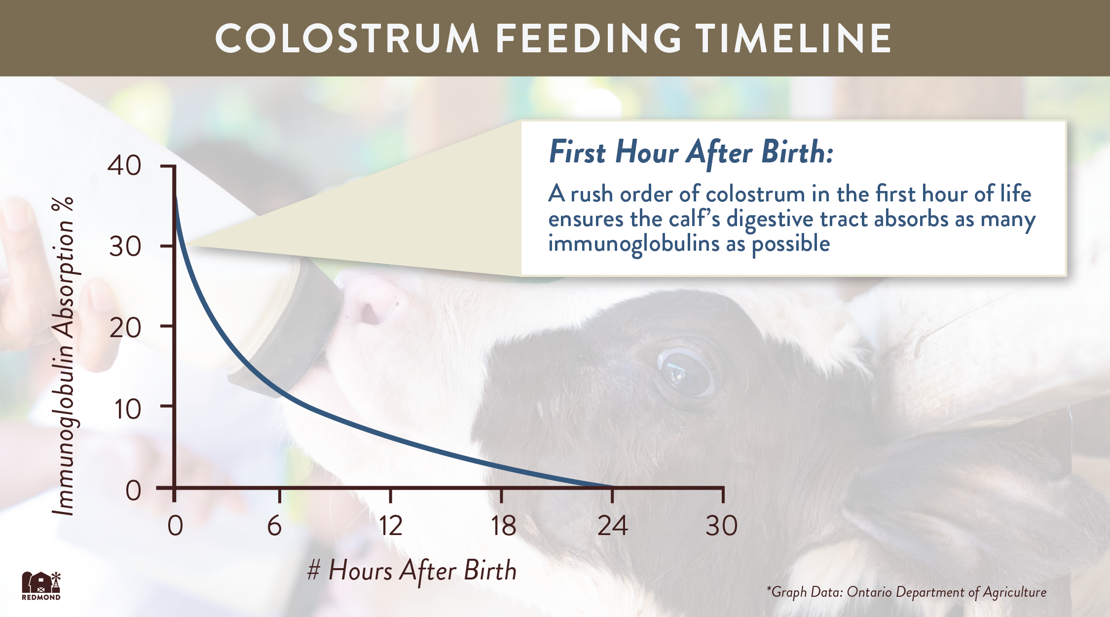 When to feed colostrum to calves, lambs, and goat kids