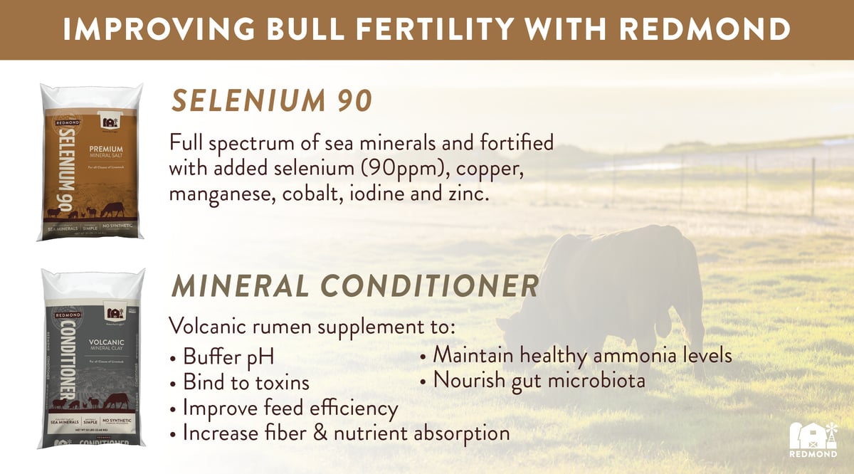 Minerals for Bull Fertility