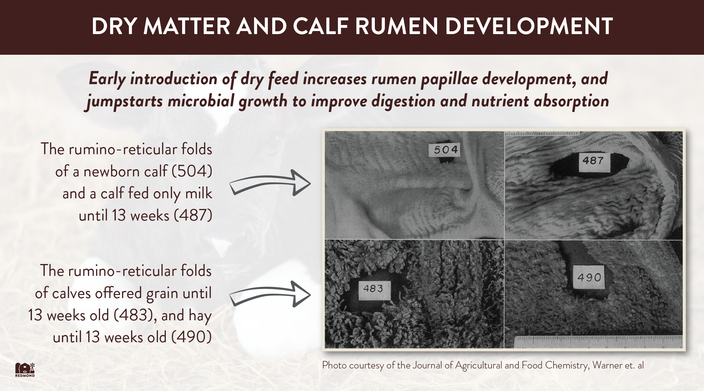 How to improve Calf Rumen Development