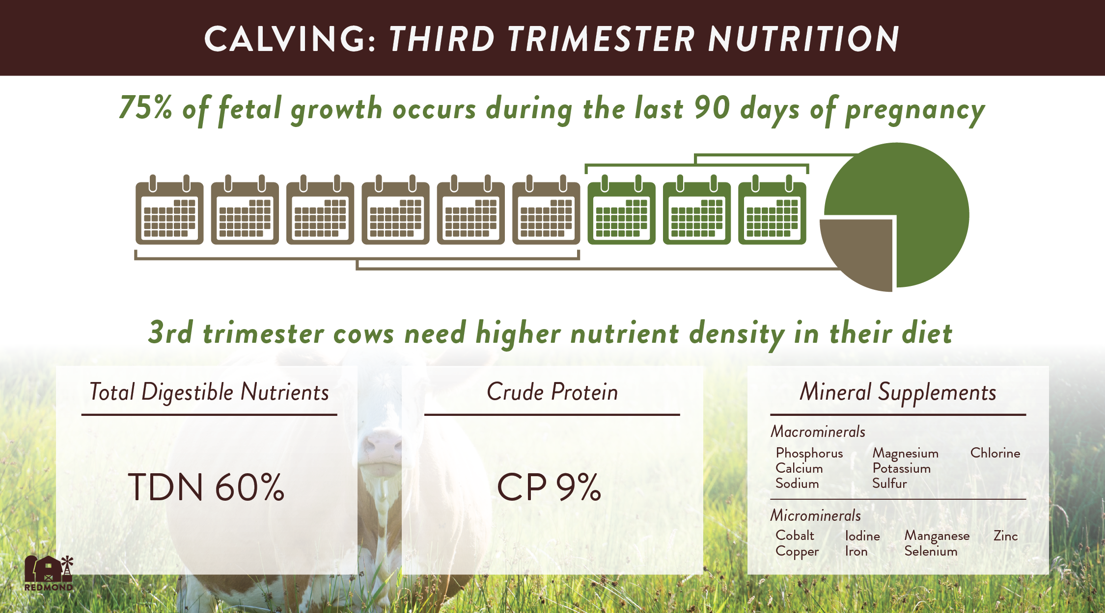 Nutrition requirements for pregnant cows