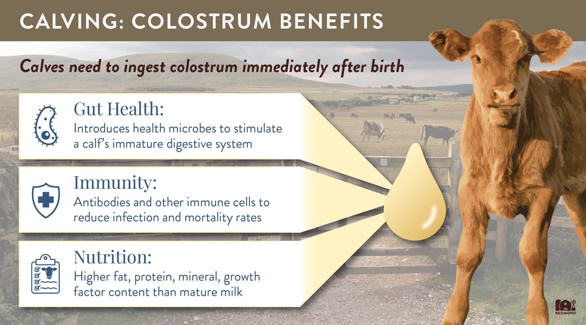 Benefits of Colostrum for Calves