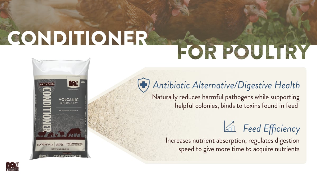 Bentonite clay benefits for poultry