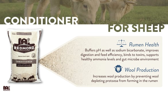 Benefits of Redmond mineral conditioner with bentonite for sheep