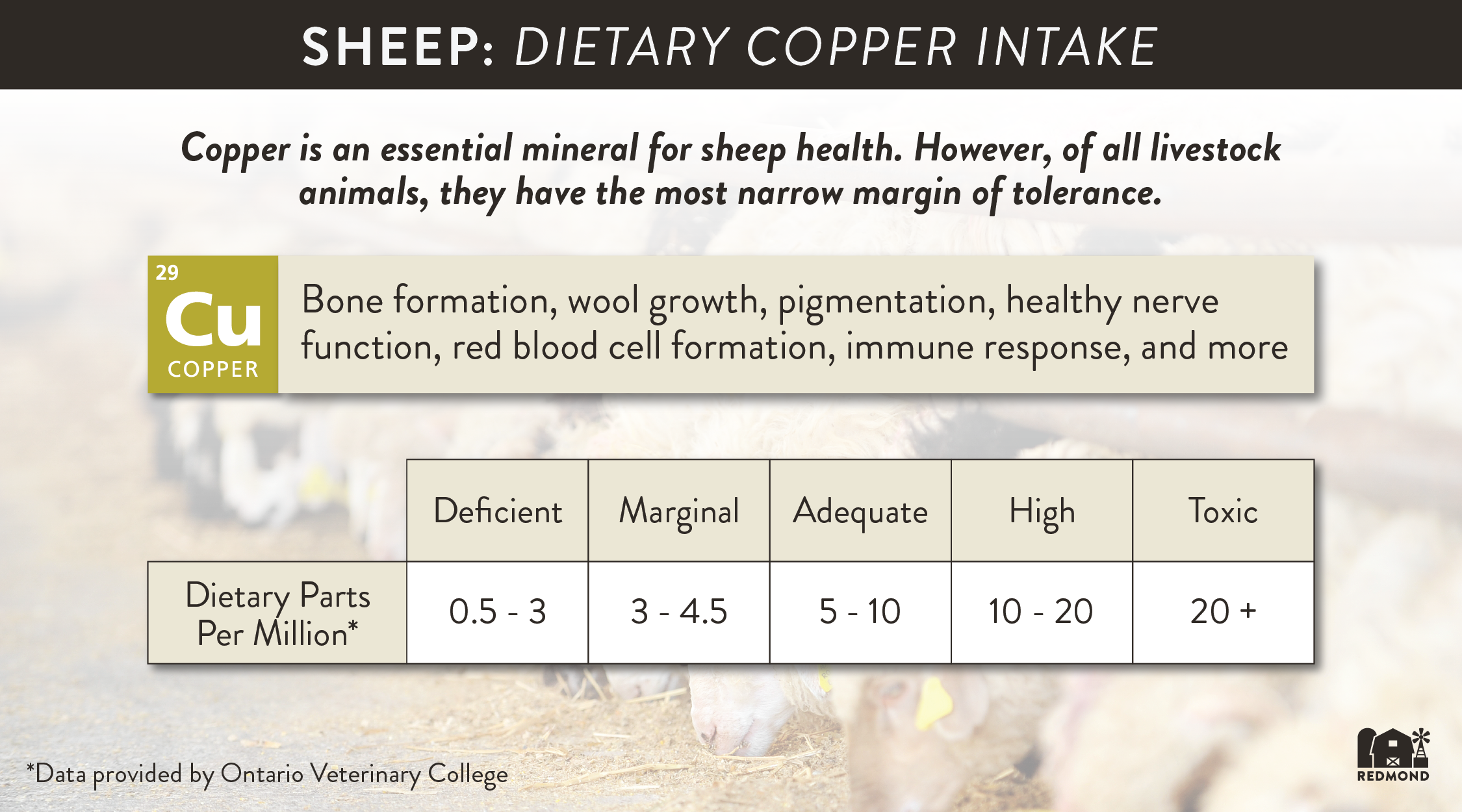 Dietary copper intake for sheep