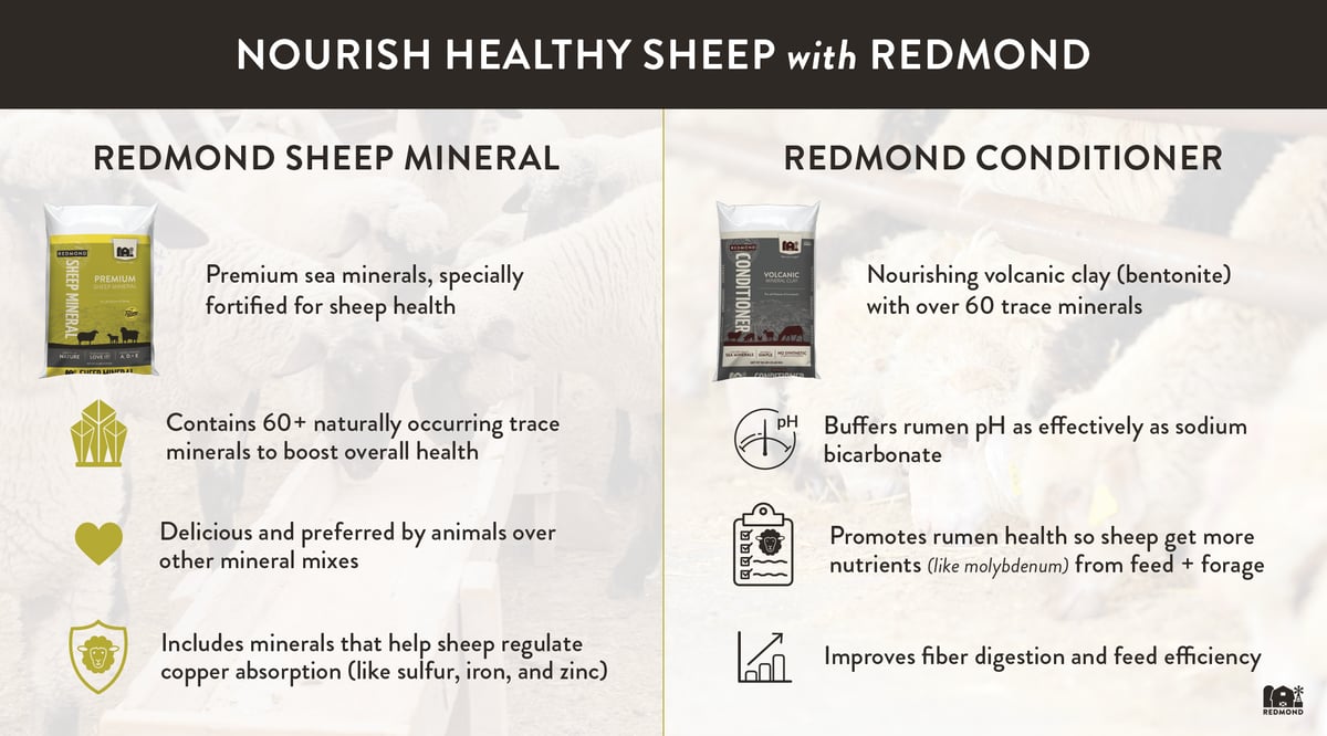 Copper safe sheep minerals
