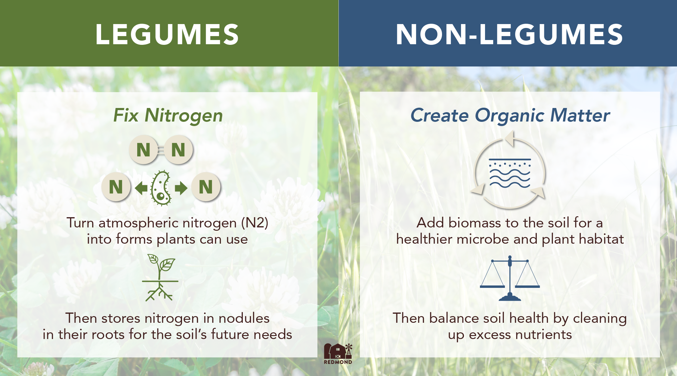 Benefits of legume vs. non legume cover crops