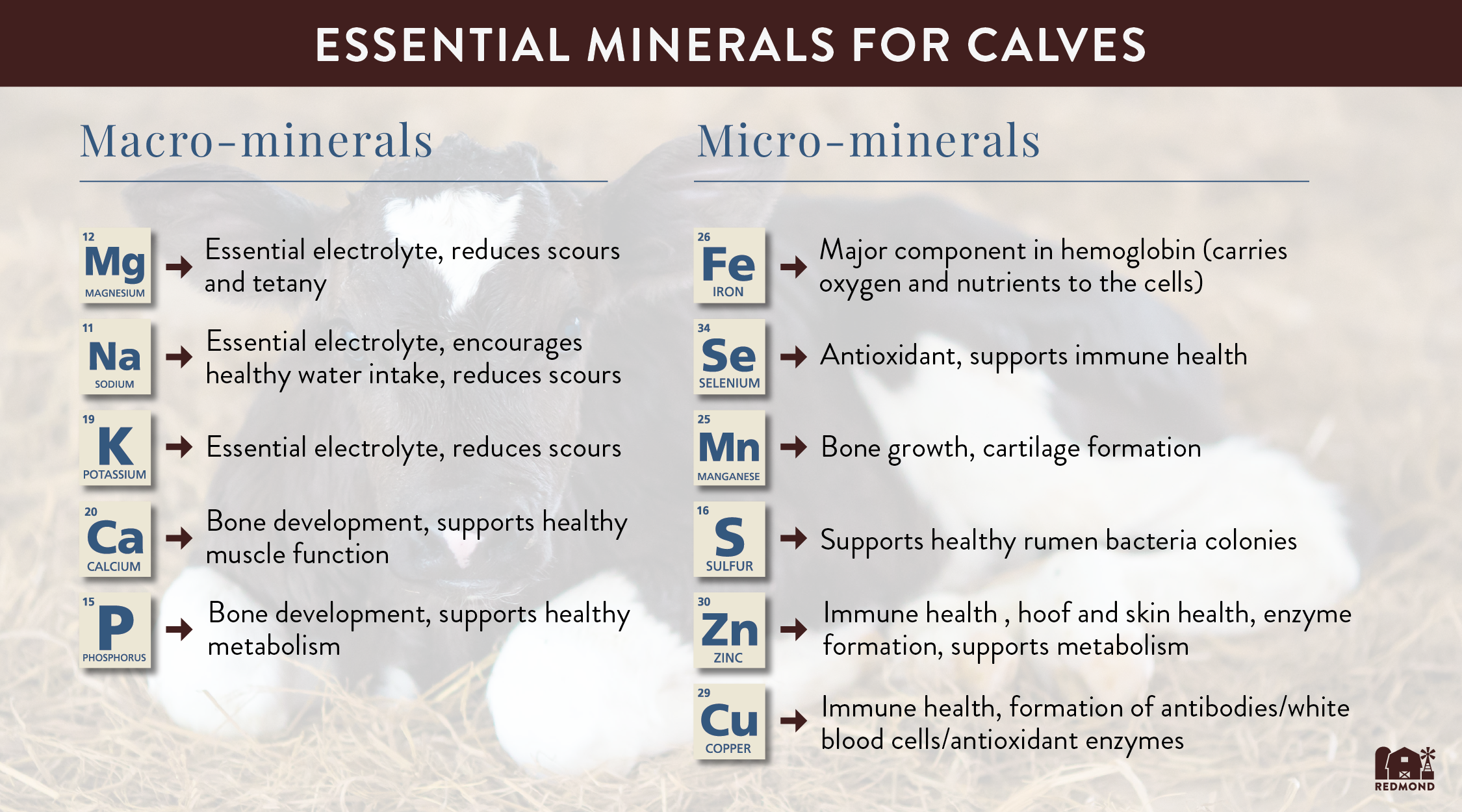 What minerals do calves need