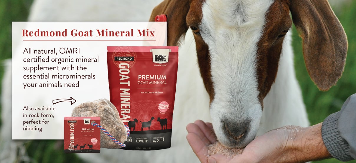 Goat Eating Redmond Goat Mineral Mix