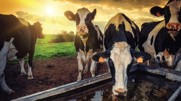 Cows drinking from a water trough