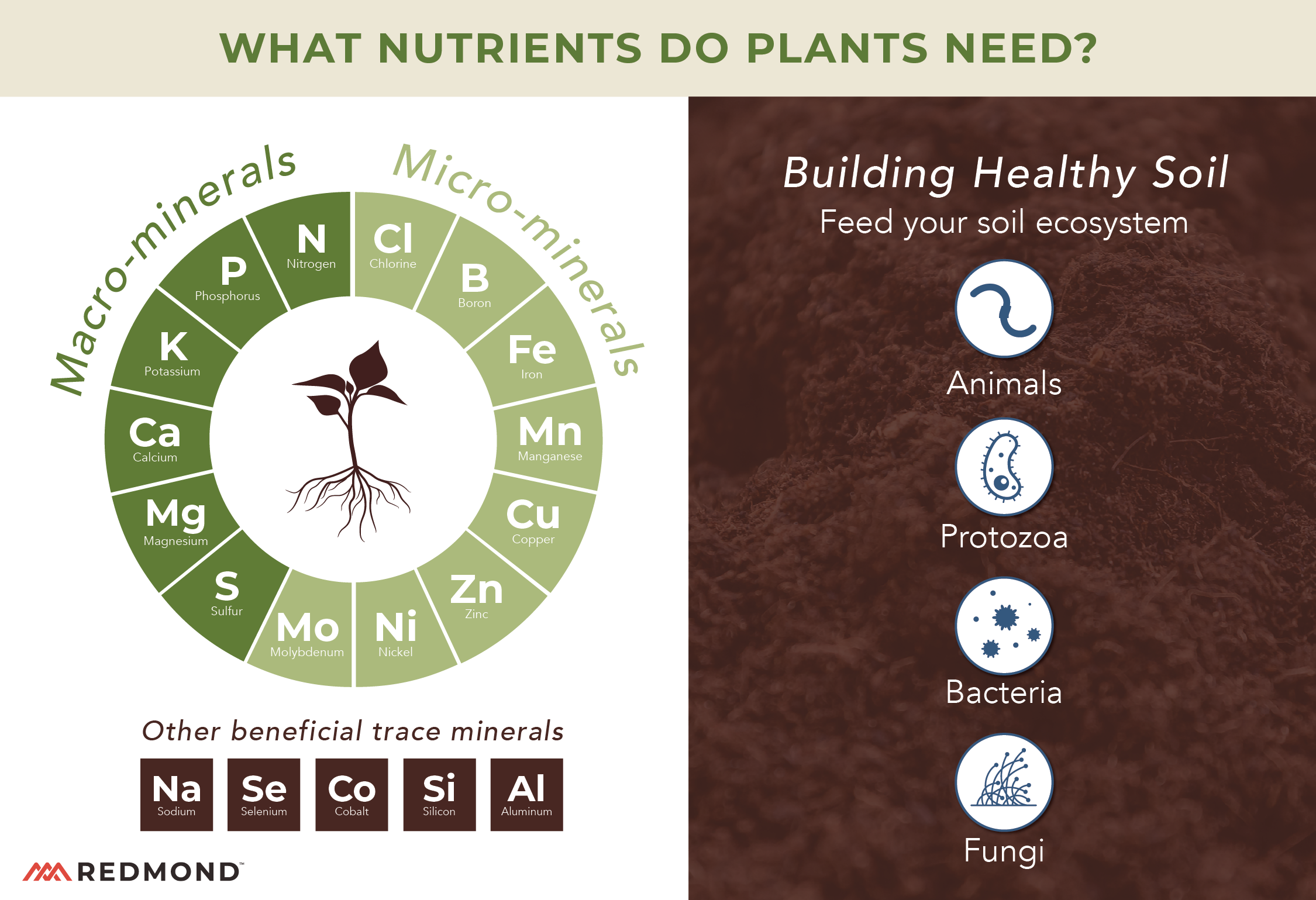 What nutrients do plants need