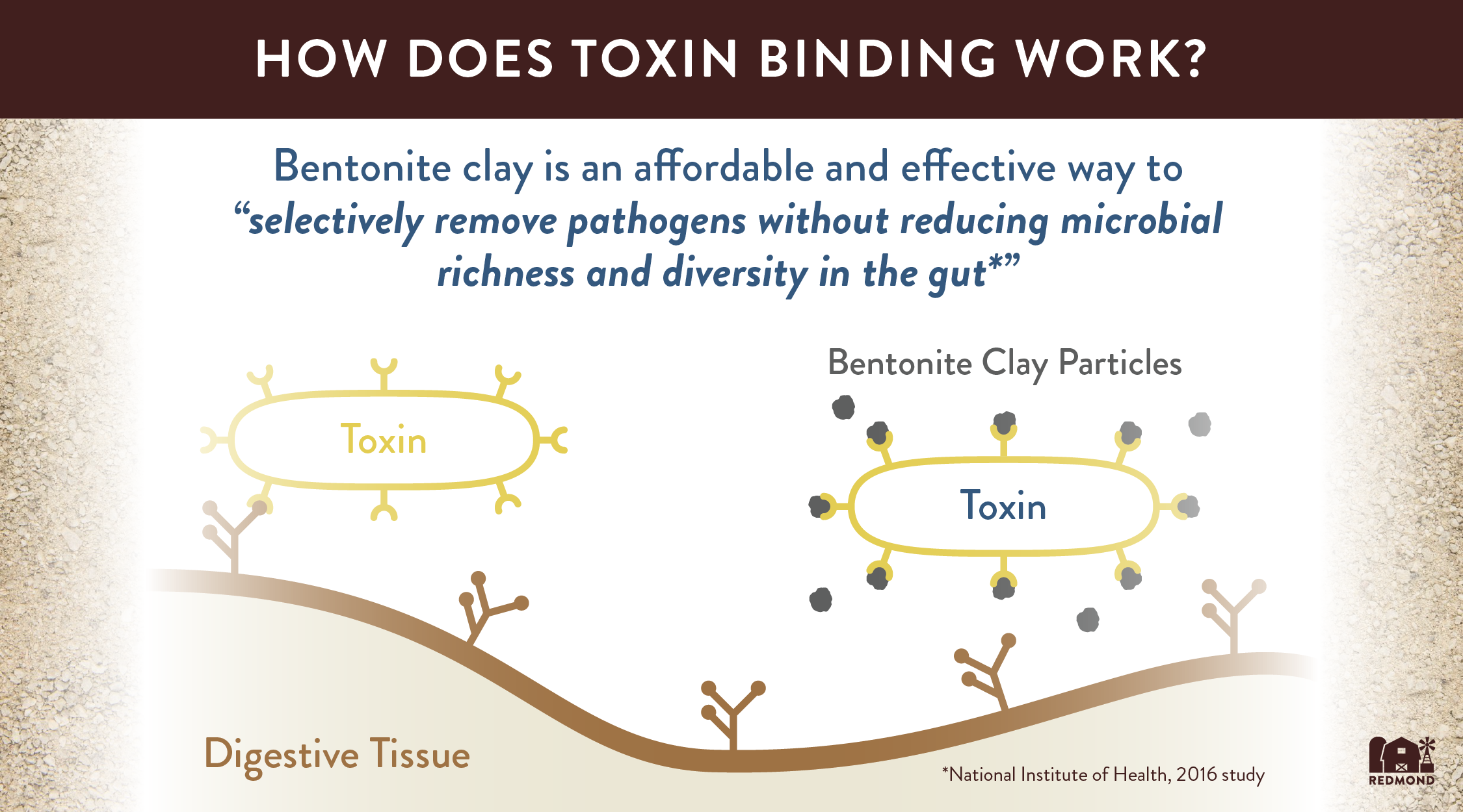 How does toxin binding work