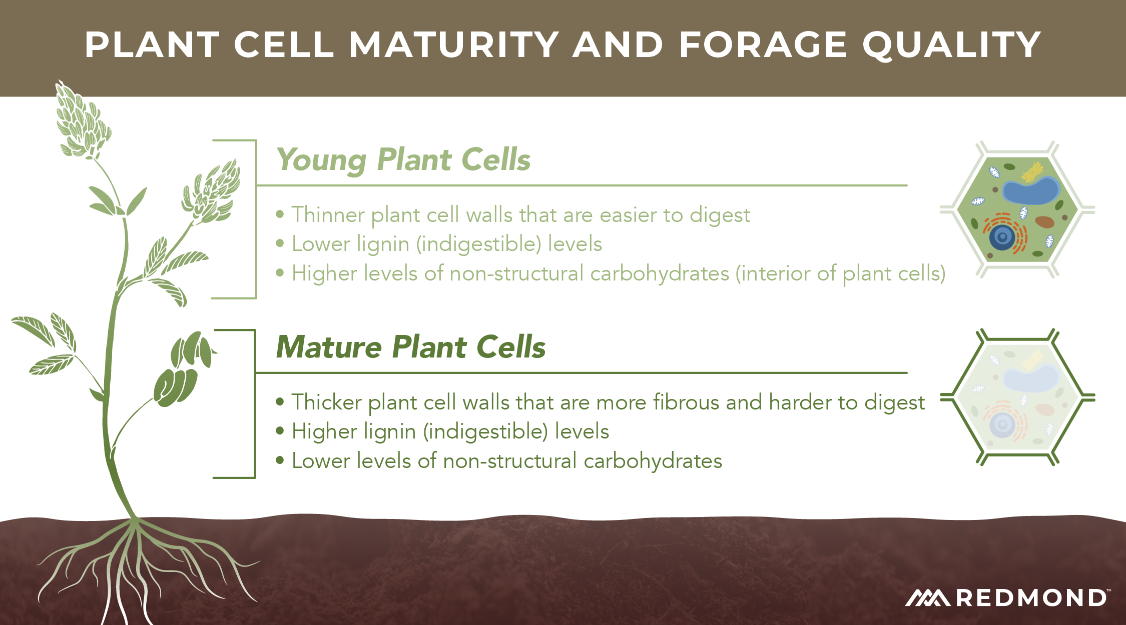Plant cell maturity and forage quality