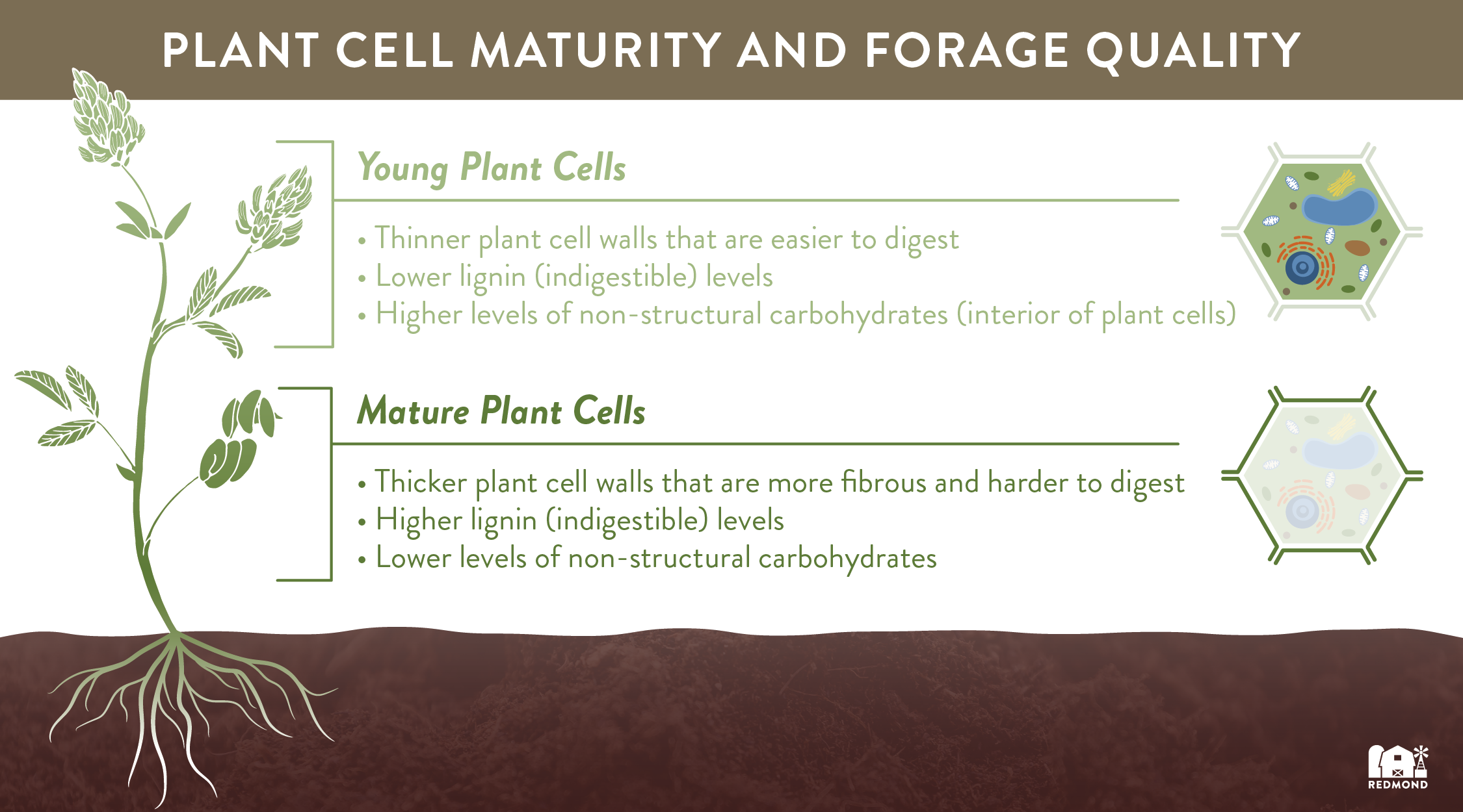 Plant cell maturity and forage quality