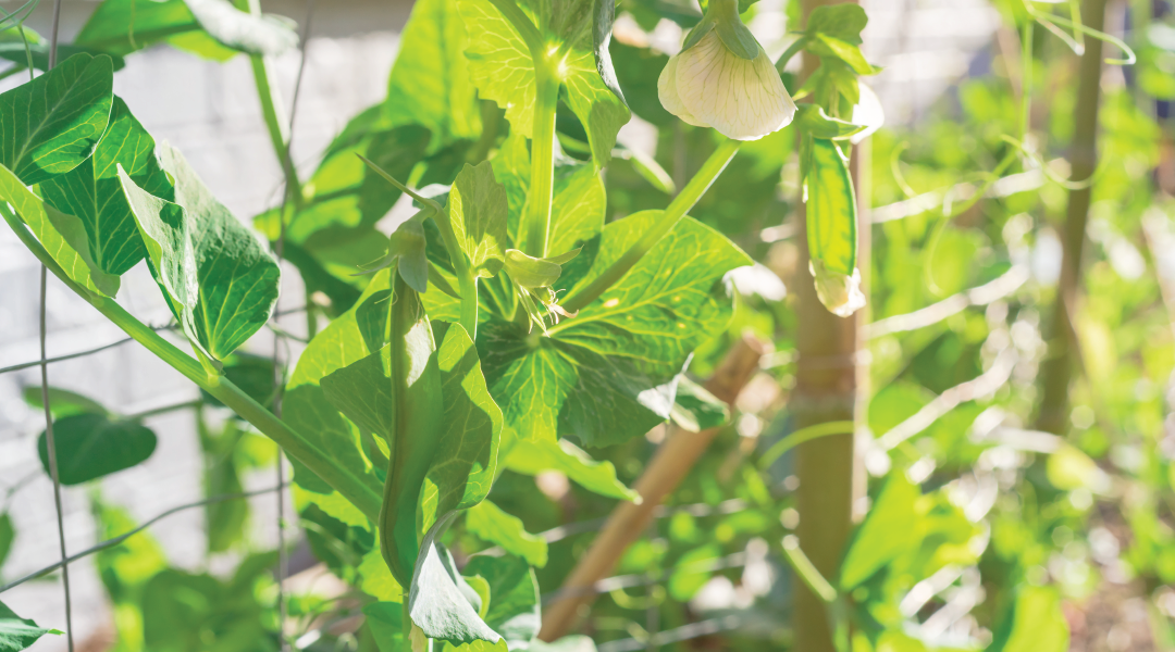 Pea plants growing on a trellis