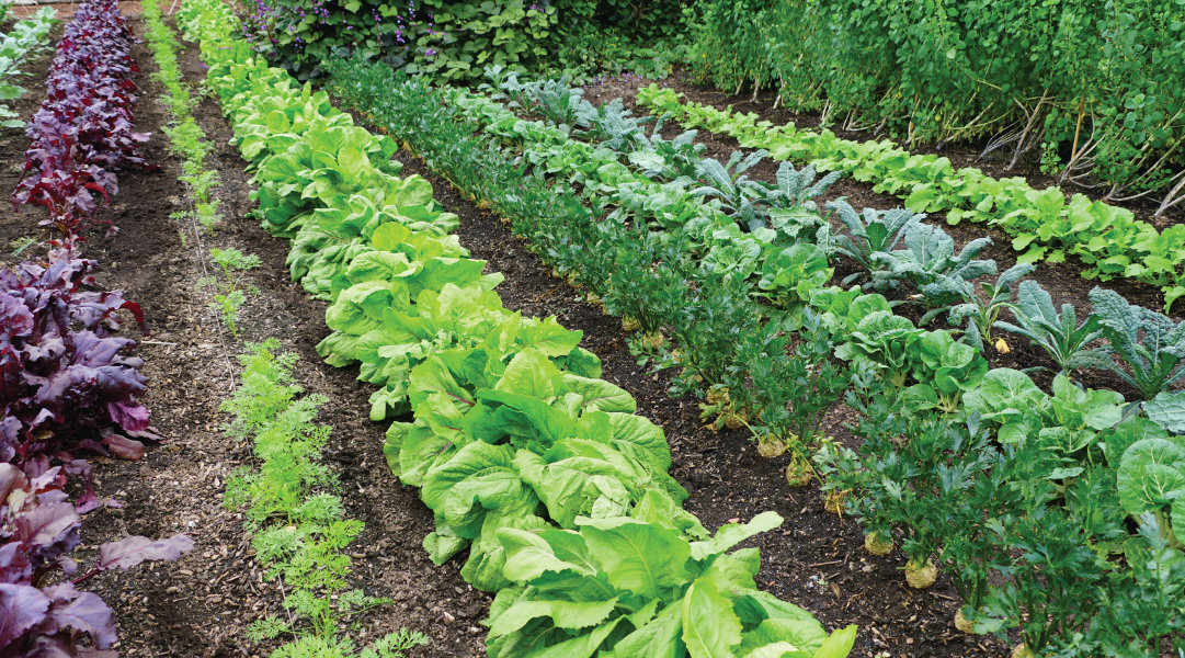 Rows of plants in a vegetable garden