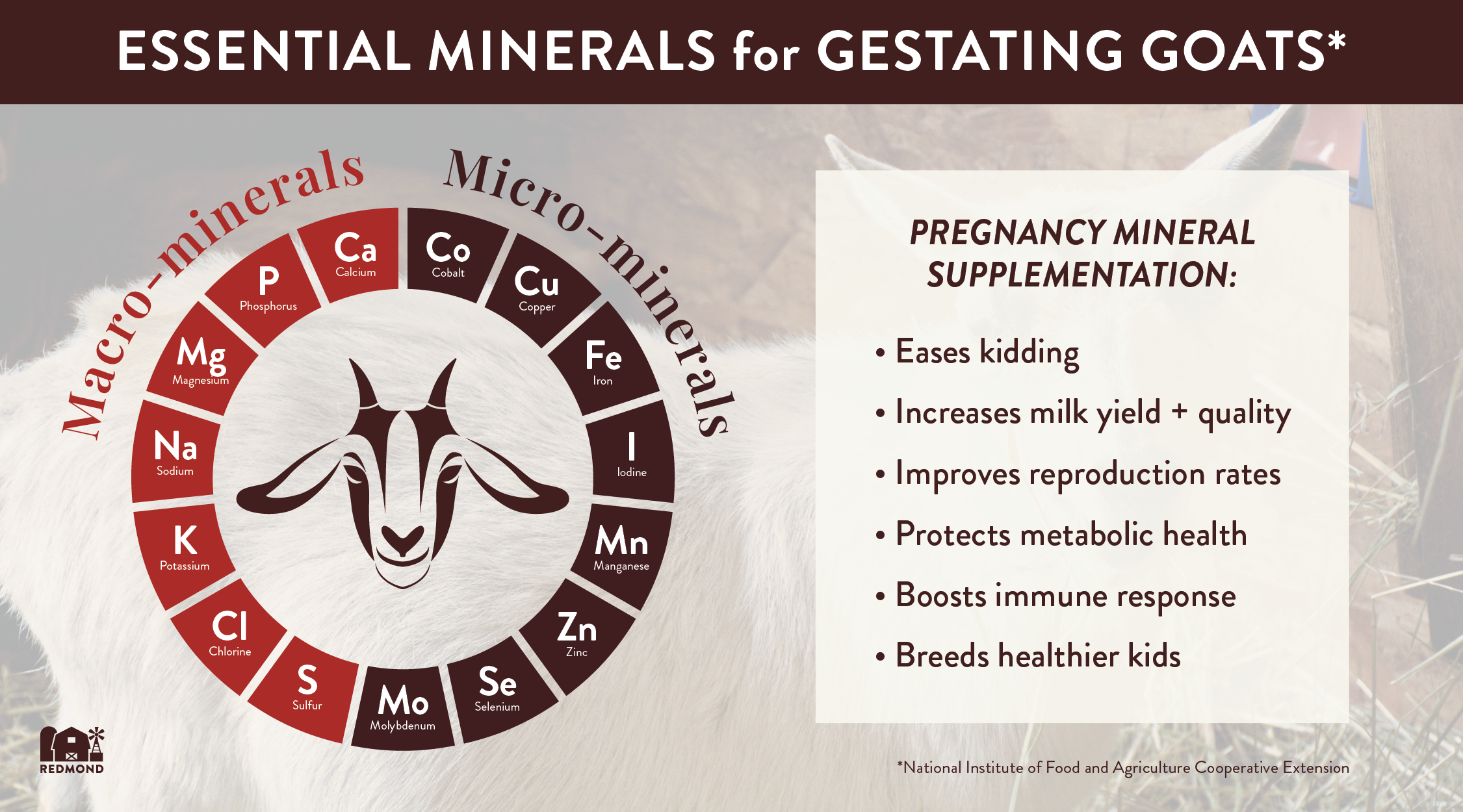 Essential minerals for gestating goats