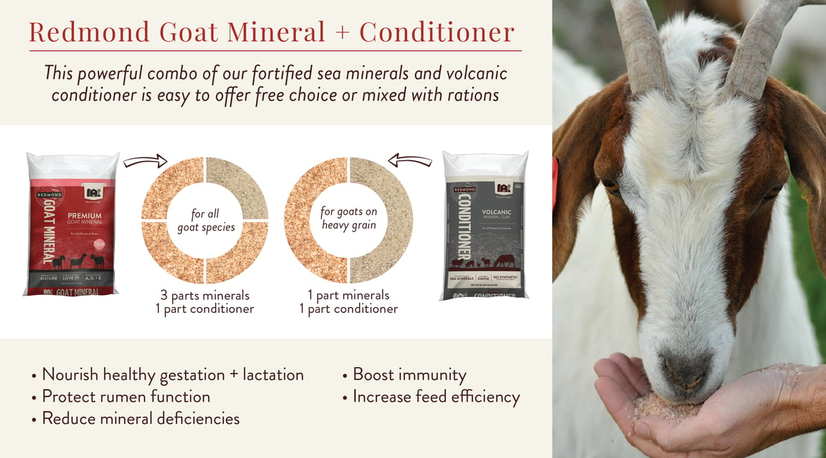 Minerals for pregnant goats
