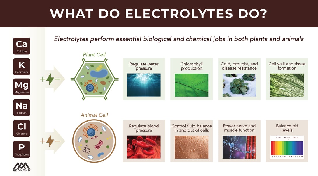 How electrolytes help plant and animal cells