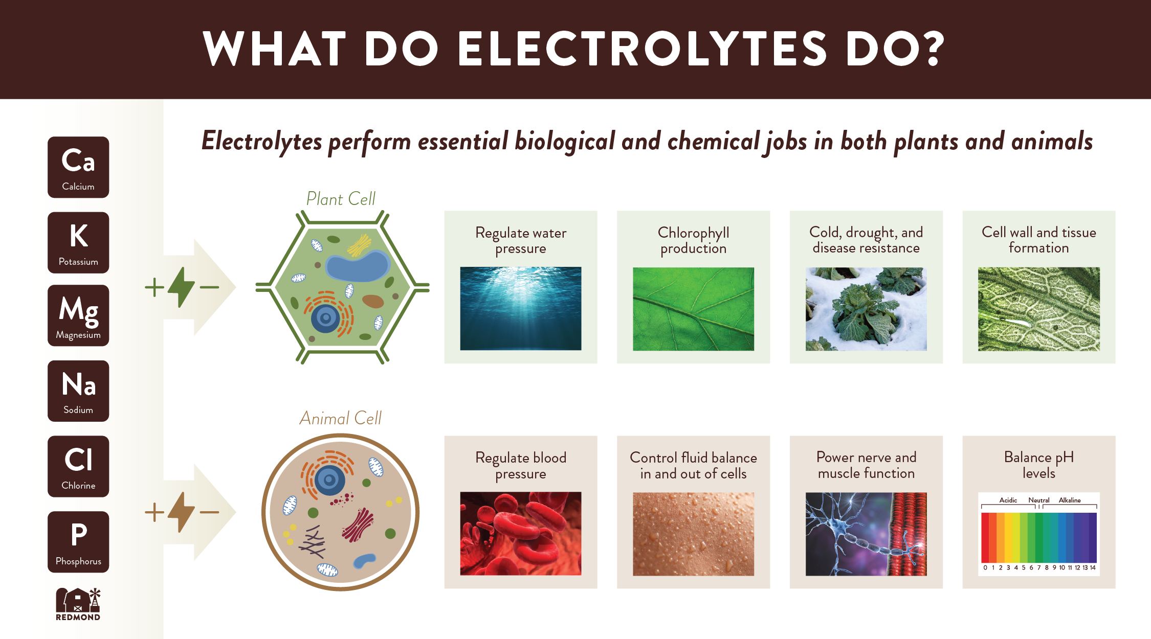 What do electrolytes do for animals and plants