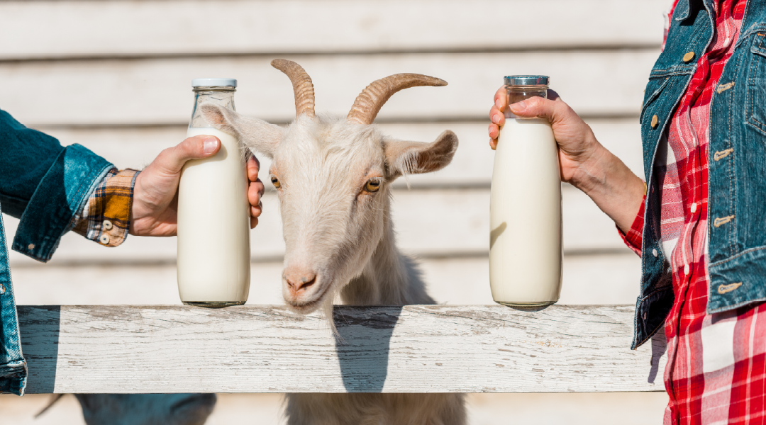 2 people holding glass jars of goat milk next to a goat behind a fence