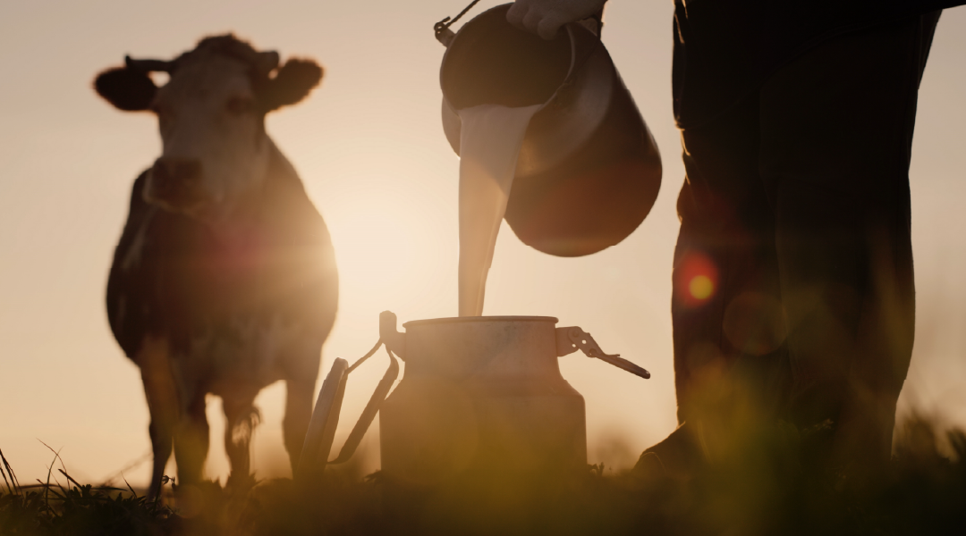 Farmer pouring cow's milk into a can next to a cow