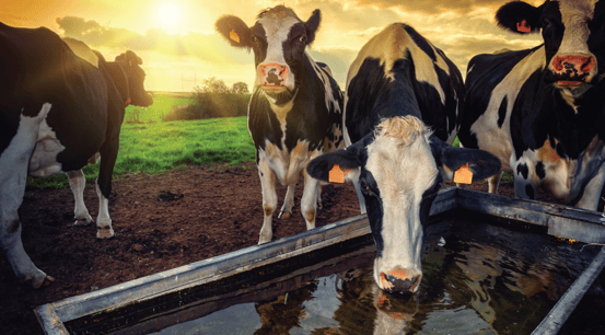 How To Reduce Heat Stress In Cows-02