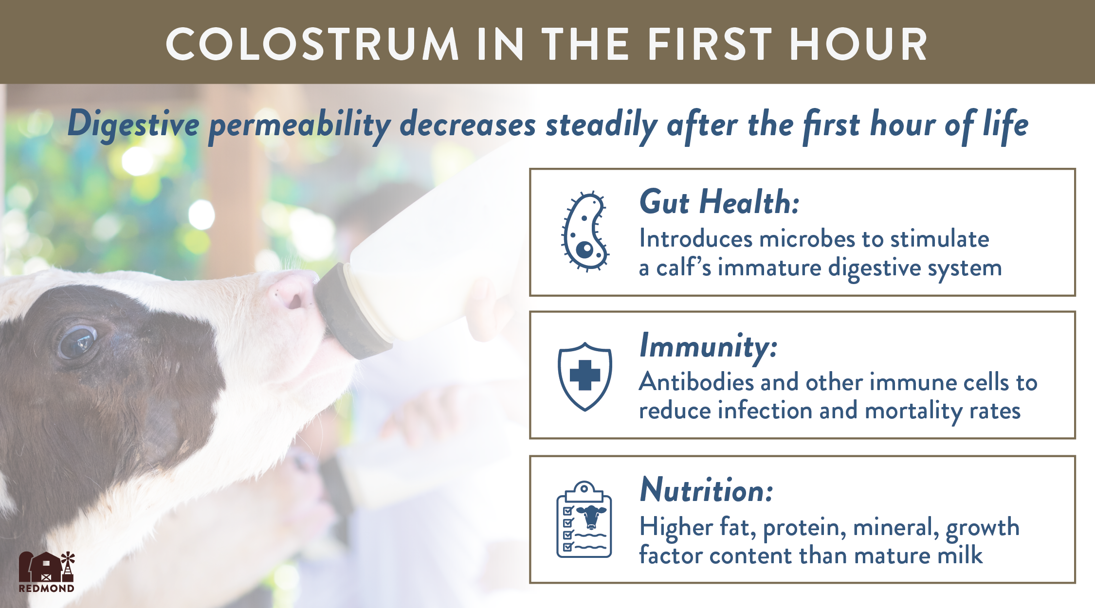 Benefits of giving calves colostrum in the first hour of life