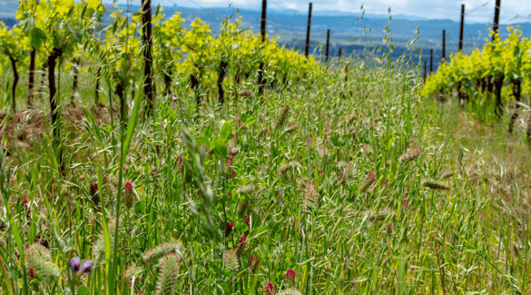 Cover crops in a vineyard