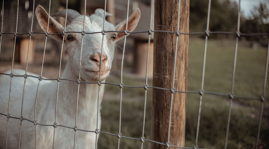 Keeping Goats Fenced In-02