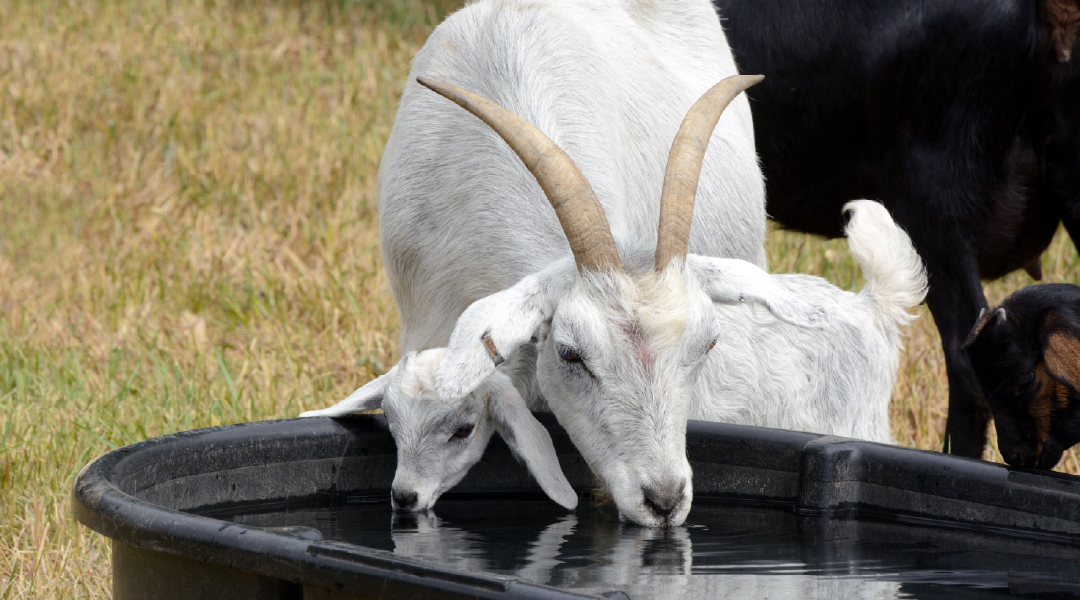 Goat and kid drinking from a trough