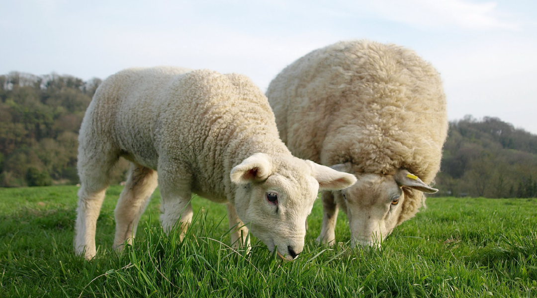 Grazing ewe and lamb