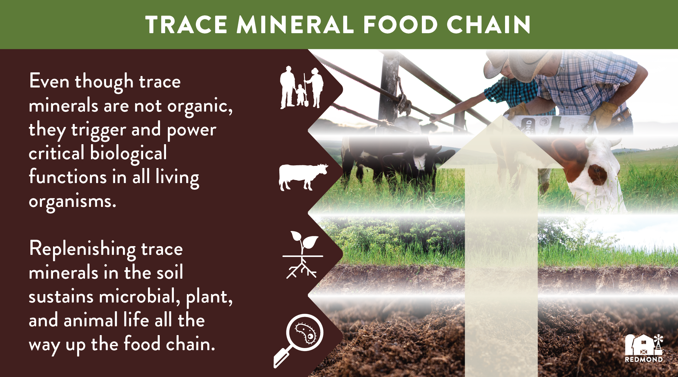 Mineral food chain