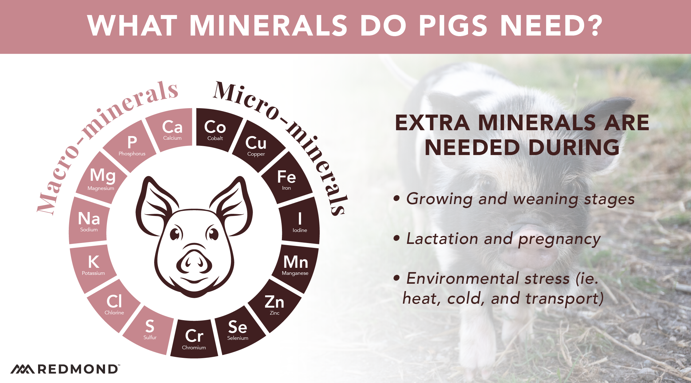 What minerals do pigs need