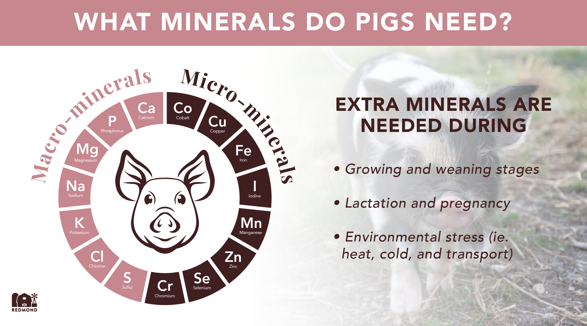 What minerals do pigs need