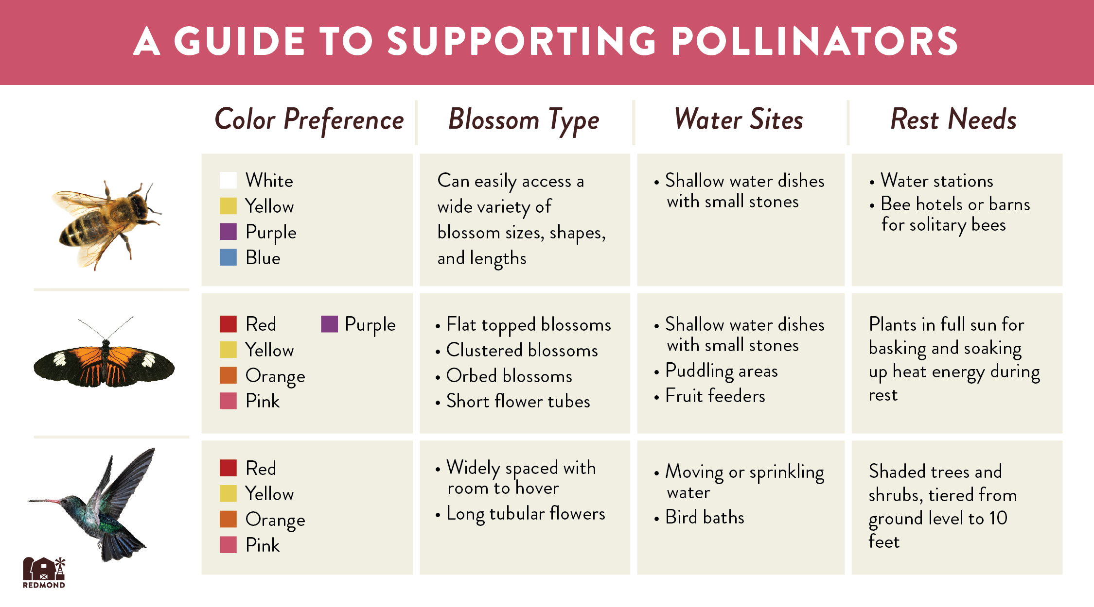 How to attract and support pollinators in your garden