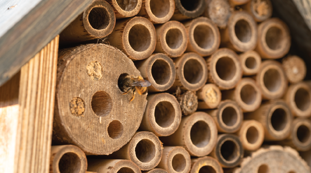 Bee nesting in a bug hotel 