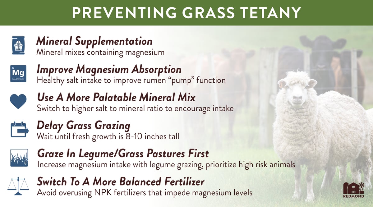 Preventing Grass Tetany-01-2