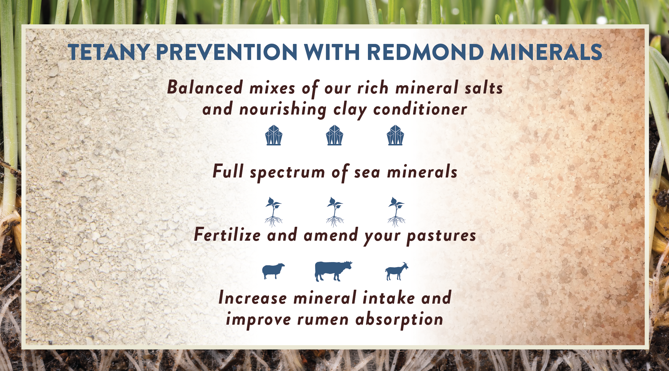 Grass tetany prevention with Redmond Minerals