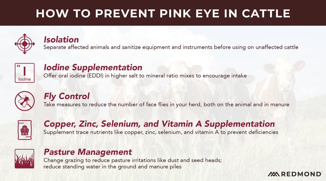 How to prevent pink eye in cattle