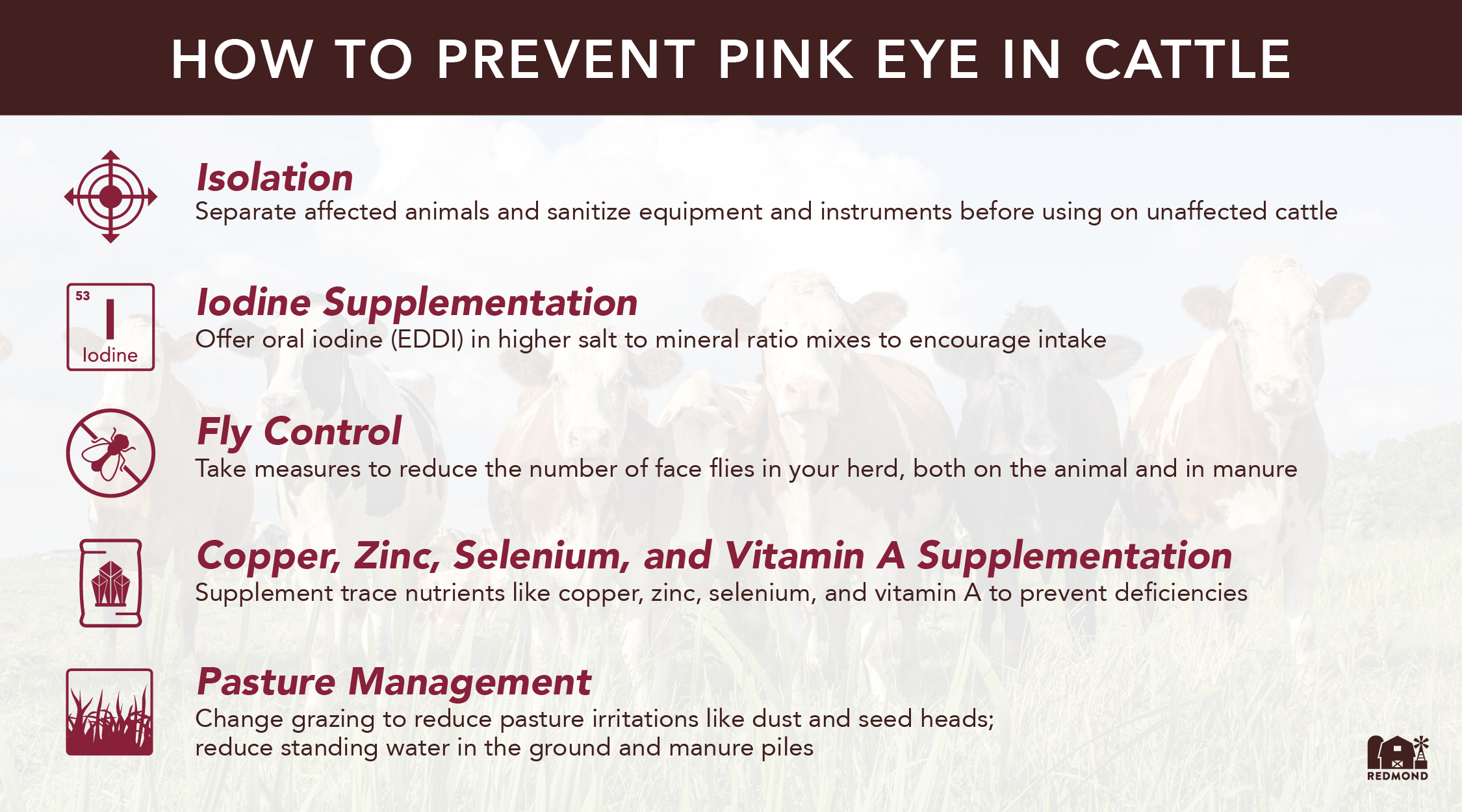 How to prevent pink eye in cattle