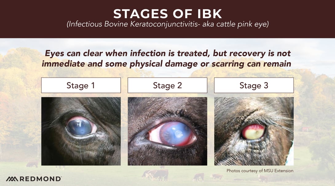Stages of pink eye in cattle