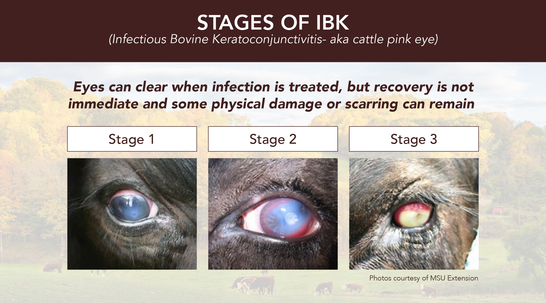 Stages of pink eye IBK in Cattle