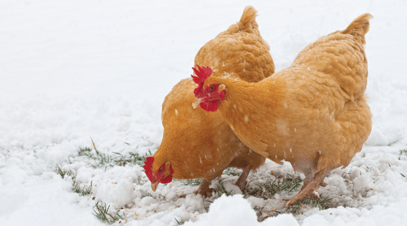 Chickens grazing in the winter